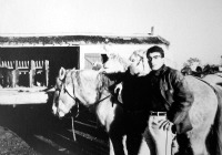 1963 - Cheval en Camargue