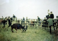 1966 - Ferrade en Camargue